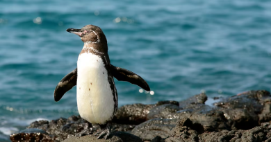 Pingüino de Galápagos. / Foto: Paula Tagle
