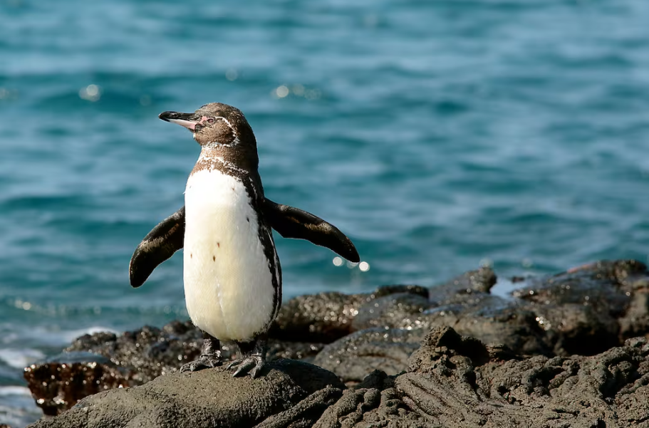 Adopta un pingüino, la opción para ayudar a la especie