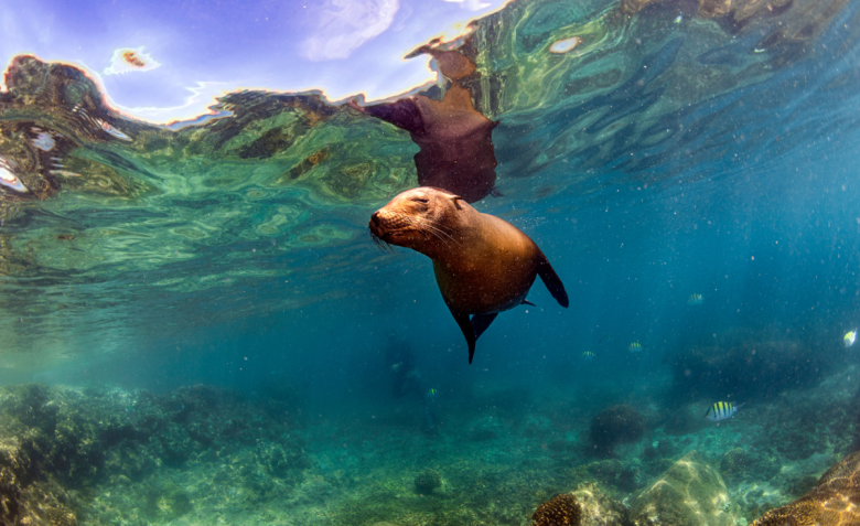 ¿Qué se celebra el 12 de febrero en Ecuador? Galápagos y el Oriente protagonizan