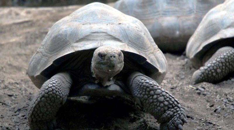 Según el Parque Galápagos, una especie de tortugas de las islas puede tener conductas carroñeras