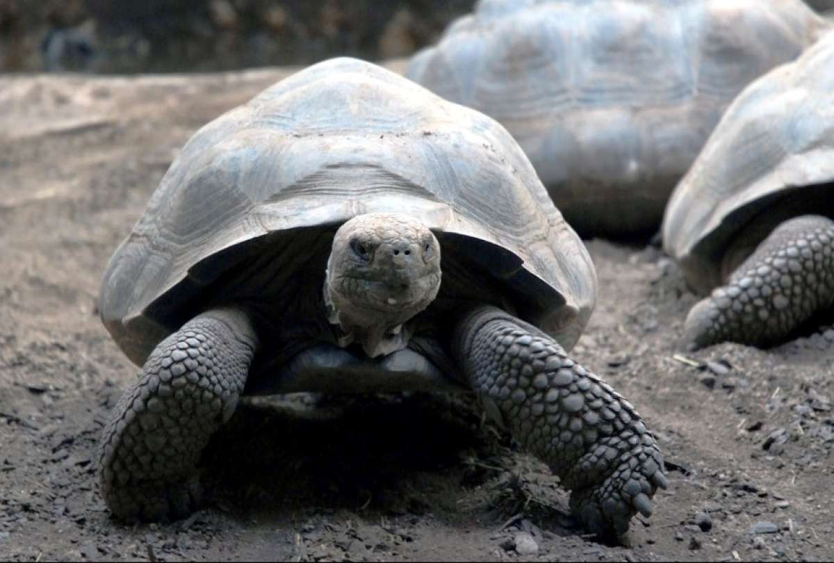 Según el Parque Galápagos, una especie de tortugas de las islas puede tener conductas carroñeras
