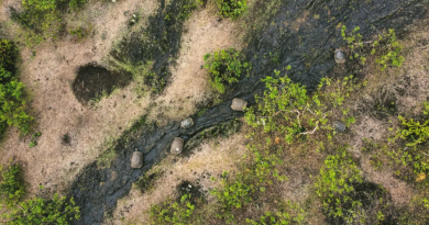 Un grupo de tortugas es captado por un dron en una zona remota mientras avanza sobre un antiguo flujo de lava en busca de agua tras una reciente lluvia. ©Galápagos Conservancy