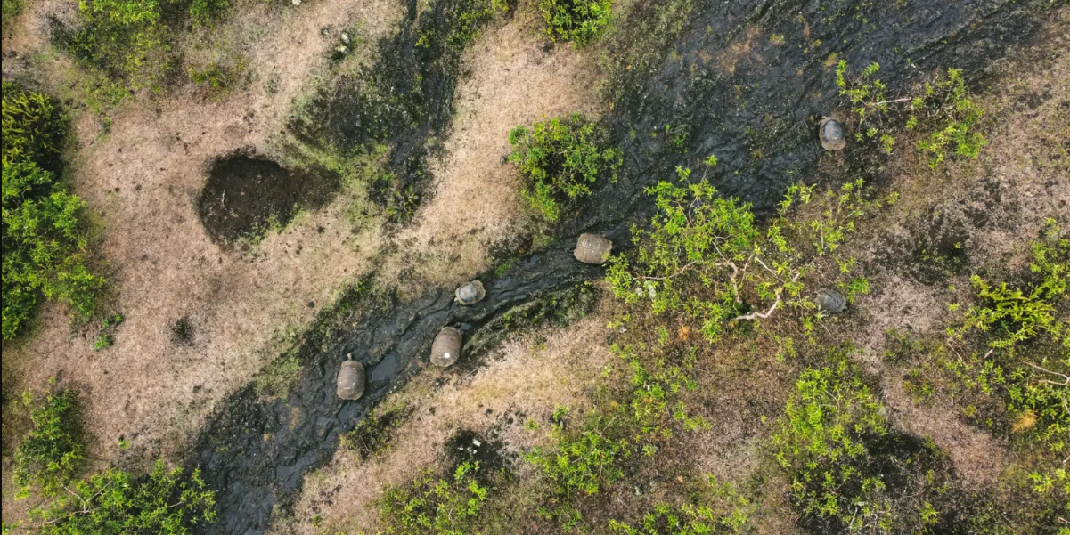 Perspectiva Aérea para la Conservación: Drones Impulsando la Investigación y Protección de Galápagos