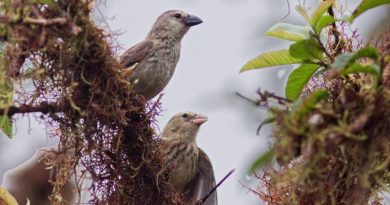Imagen referencial del pinzón, una especie que inspiró a Charles Darwin para la Teoría de la Evolución - Foto: PNG