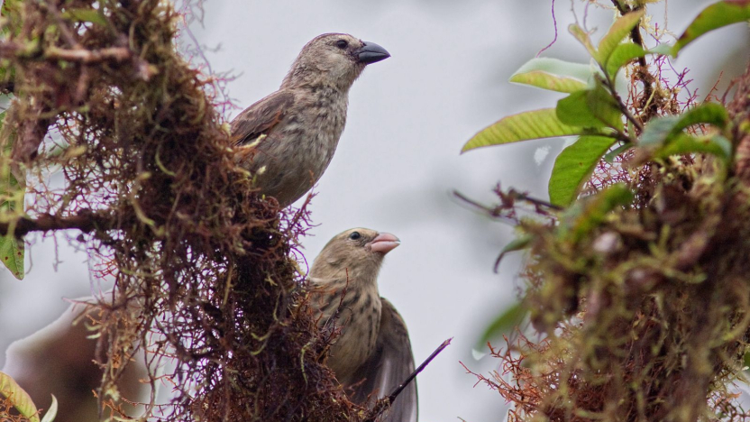 Estudio sugiere una posible nueva especie de pinzón de Darwin en Galápagos